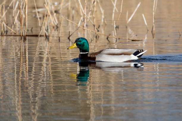 istock Sunlight shining on the feathers of a Mallard Duck 1371121583
