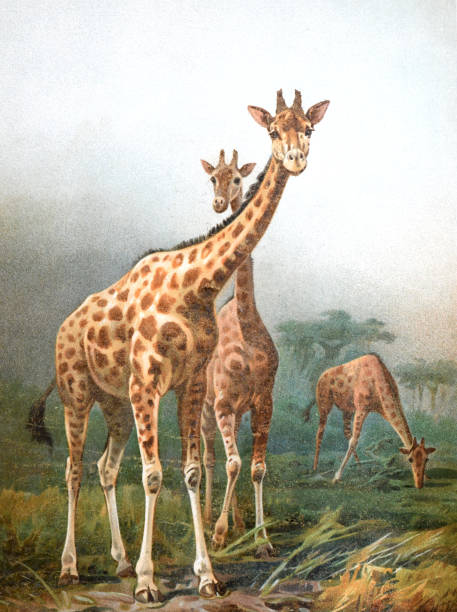 빈티지 기린 컬렉션. 기린의 초상화. 손으로 그린 빈티지 또는 복고풍 새겨진 일러스트레이션. 포스터에 대한 동물 기린 풀 컬러 일러스트. - zoo animal safari giraffe stock illustrations