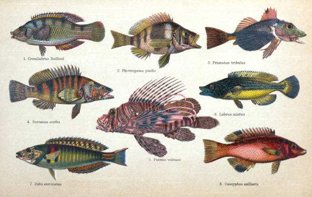 Tropical fish collection. full color. Many different Fish.  crenilabrus bailloni, pterois volitans, plectropoma puella, julis annulatus, serranus scriba, labrus mixtus. hand drawn vintage and engraved illustration.