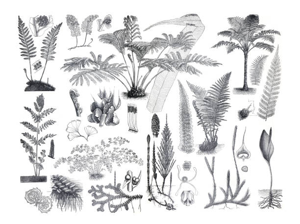 stockillustraties, clipart, cartoons en iconen met big fern collection. different fern plants. hand drawn vintage engraved illustration. folliage plants. tropical leaves collection. - maoritatoeages