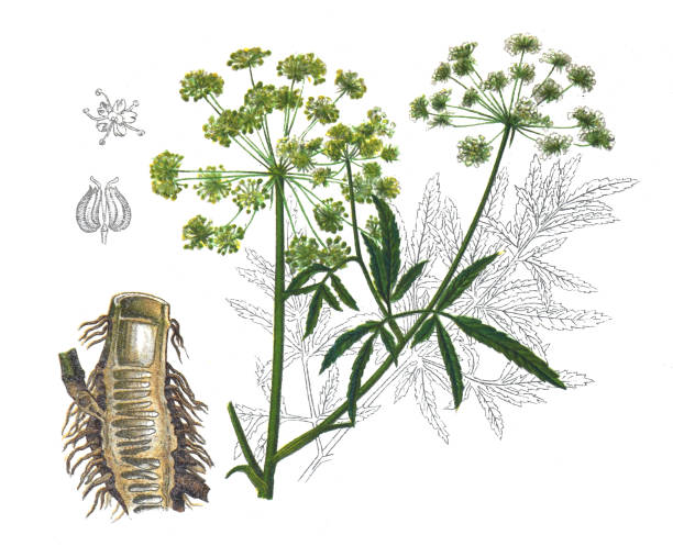 illustrations, cliparts, dessins animés et icônes de ombellifères d’apiaceae (cicuta virosa) ou forêt d’angéliques ou boisés. plante toxique. illustrations botaniques gravées dessinées à la main. plantes médicinales alternatives. - angelica herb plant organic