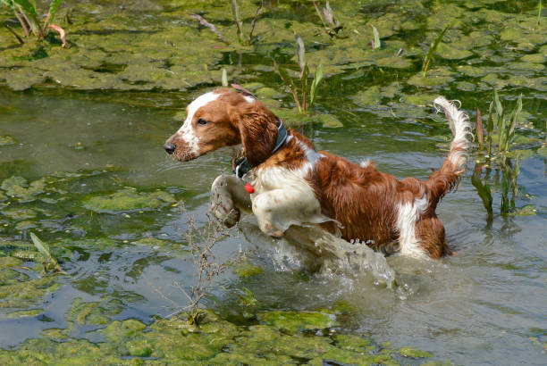 Welsh Springer Spaniel Puppy Leaping Through a Green Pond stock photo