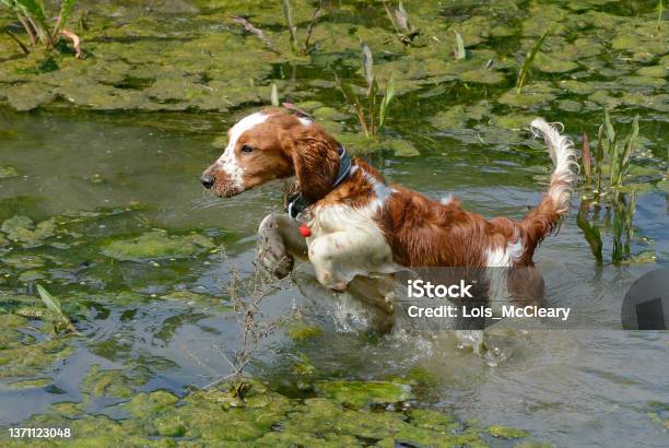 Welsh Springer Spaniel Puppy Leaping Through A Green Pond Stock Photo - Download Image Now