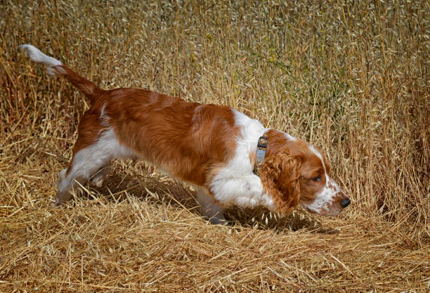 Very Young Welsh Springer Spaniel Dog Hunting For Birds stock photo