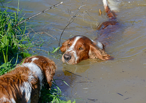 Two Welsh Springer Spaniels with one swimming to greet the second one.