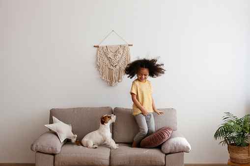 Little black girl playing with her friend, the adorable wire haired Jack Russel terrier puppy at home. Preschooler jumping on the couch with rough coated pup. Interior background, close up, copy space