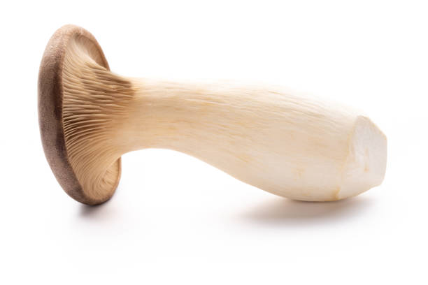 istock King oyster mushroom on white background. 1371123665