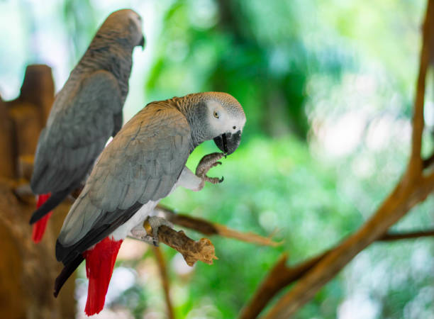 comer pássaros - african grey parrot - fotografias e filmes do acervo