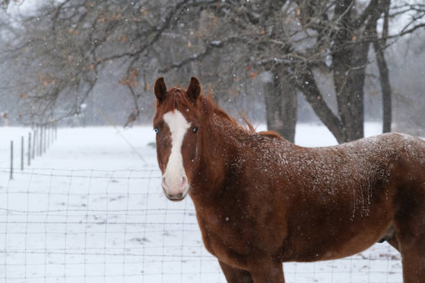 istock Horse in winter snow outdoors on farm or ranch. 1371124852