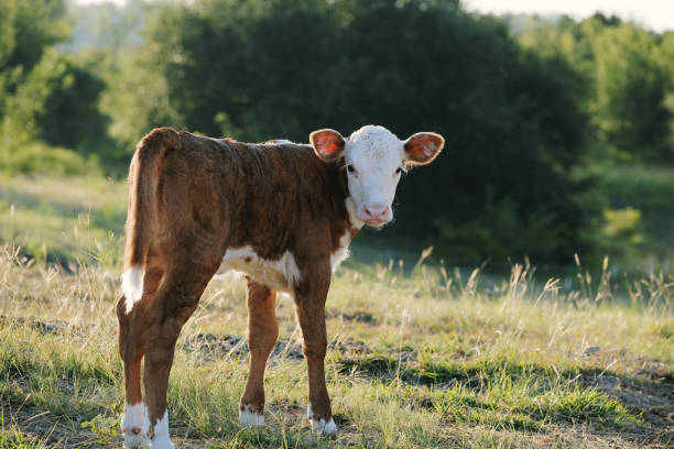 zbliżenie cielęcia hereford na polu uprawnym - field hereford cattle domestic cattle usa zdjęcia i obrazy z banku zdjęć