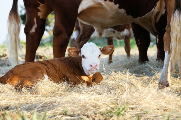 cielę hereford z krowami na farmie - field hereford cattle domestic cattle usa zdjęcia i obrazy z banku zdjęć