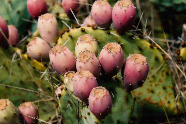 istock Fruit of prickly pear cactus closeup 1371125972