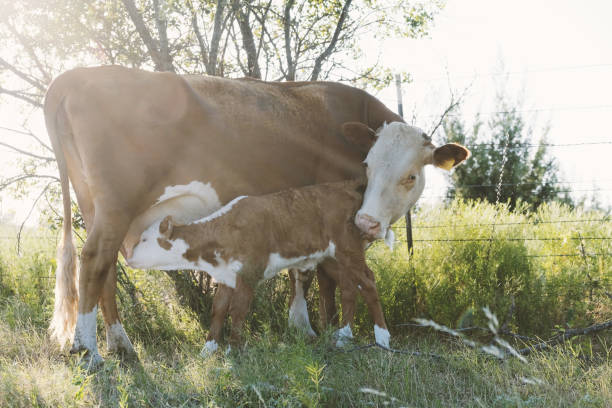 cielę karmiące krowy hereford - field hereford cattle domestic cattle usa zdjęcia i obrazy z banku zdjęć