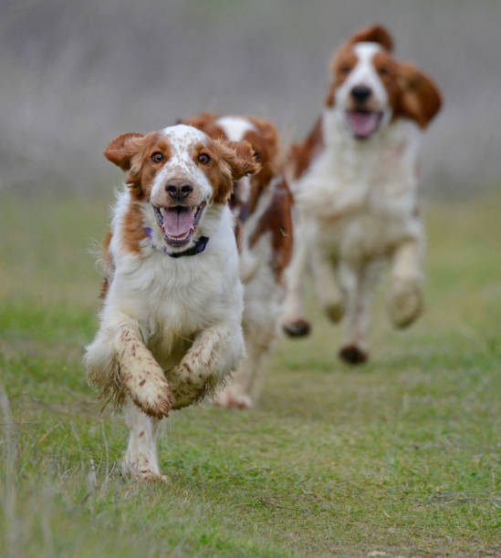 Three Welsh Springer Spaniel Dogs Joyfully Running Together stock photo