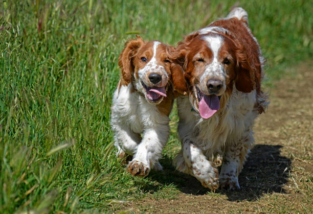 istock Two Welsh Springer Spaniels Walking Together on a Trail 1371126374