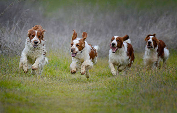 istock Four Welsh Springer Spaniel Dogs Joyfully Running Together 1371126382