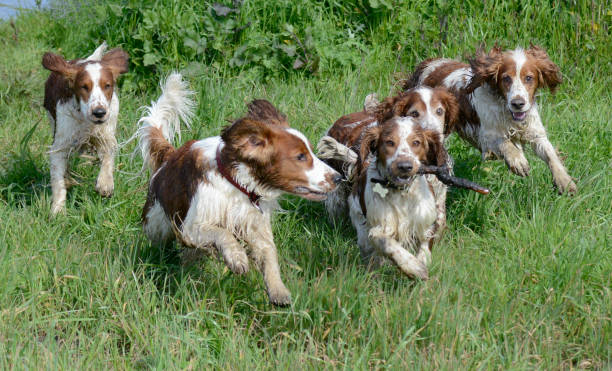 five welsh springer spaniel dogs playing with one stick - springer spaniel dog pets animal imagens e fotografias de stock