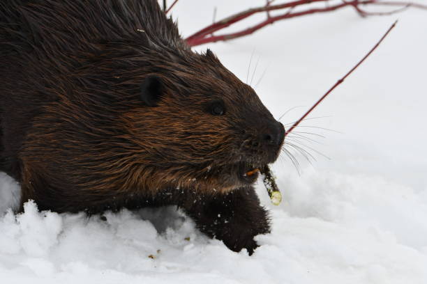 istock Winter scene of a beaver walking in snow 1371126665