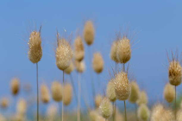 Texture. Dry spikelets grow in the field on the background blue sky