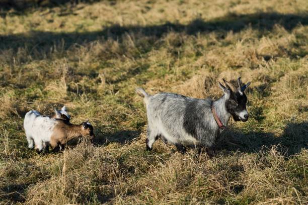 istock black gray goat with two white brown kid goats 1371129558