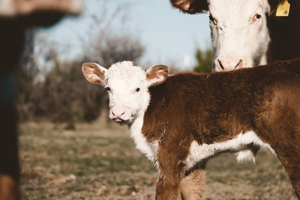 stado hereford z krowami i cielętami z bliska na farmie. - field hereford cattle domestic cattle usa zdjęcia i obrazy z banku zdjęć