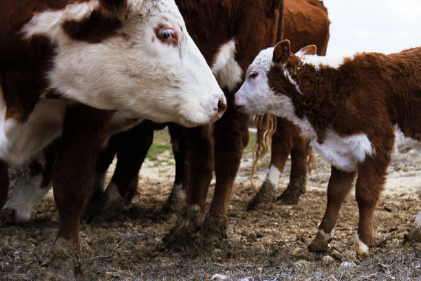 stado hereford z krowami i cielętami z bliska na farmie. - field hereford cattle domestic cattle usa zdjęcia i obrazy z banku zdjęć