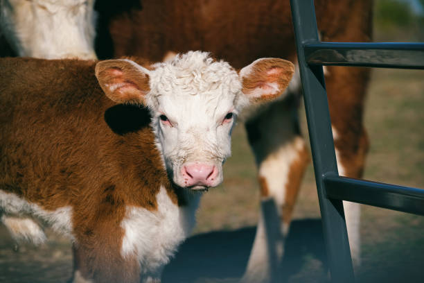 stado hereford z twarzą cielęcia z bliska na farmie. - field hereford cattle domestic cattle usa zdjęcia i obrazy z banku zdjęć