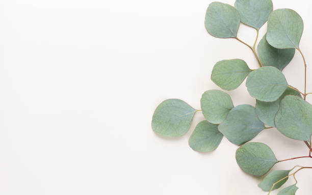 istock Eucalyptus composition. Pattern made of various colorful flowers on white background. Flat lay stiil life. 1371129758
