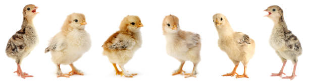 istock Cute fledgling chickens and turkeys isolated on white 1371130531