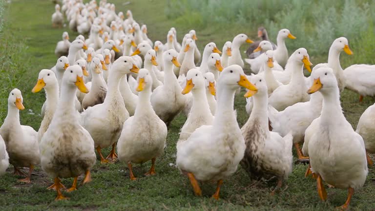 Domestic ducks walk on the farm