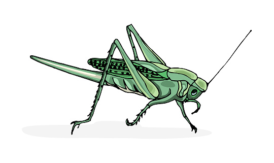 Free download of cartoon cricket animal bug insect green contour media png  vector graphics and illustrations