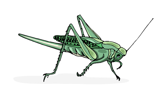 Free download of cartoon cricket animal bug insect green contour media png vector graphics and illustrations Free download of cartoon cricket animal bug insect green contour media png vector graphics and illustrations