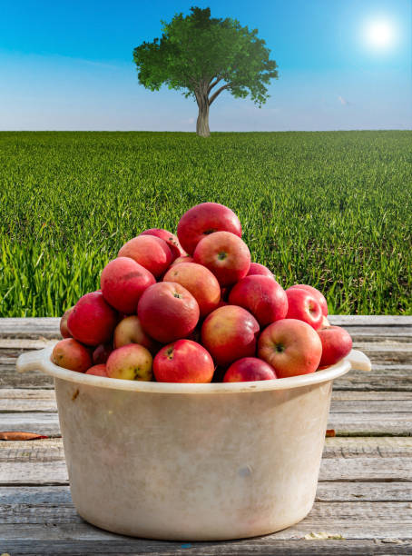 Harvest of red apples in a plastic bowl on a wooden table. Apple orchard. Fruit trees. Red Apple. Harvesting in horticulture. Agricultural field. Blue sky. Sunlight. Green grass. Farm business.