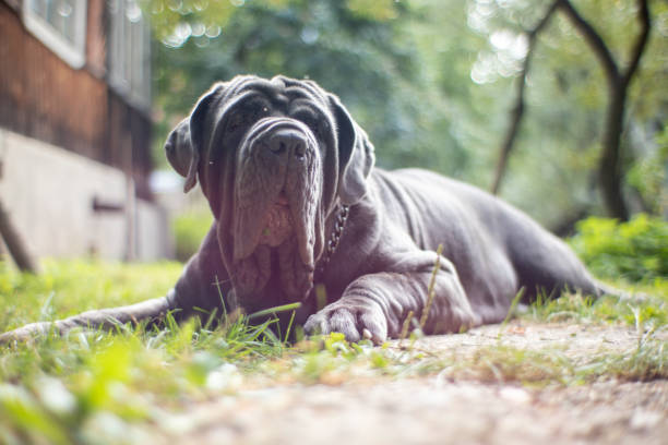 istock Mastino dog laying on the grass 1371134669