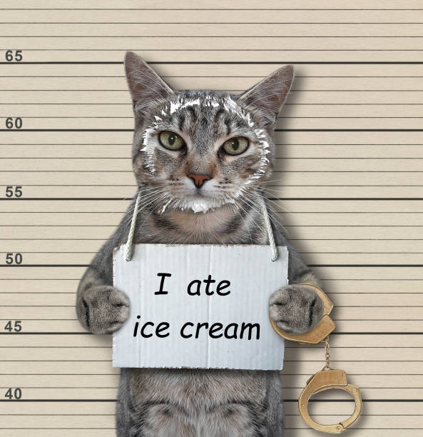 Cat gray ate ice cream A gray cat was arrested. He has a sign around its neck that says I ate ice cream. Beige lineup background. stealing ice cream stock pictures, royalty-free photos & images