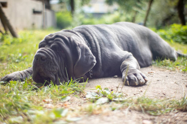 istock Mastino dog laying on the grass 1371136125