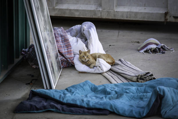 istock Street abandoned cats 1371136518