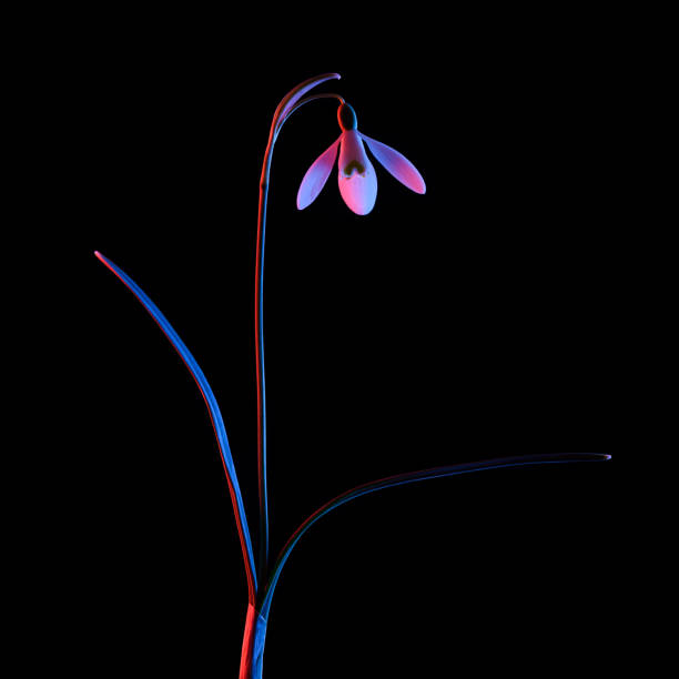 istock Blooming snowdrop in pink and blue neon light isolated on black 1371136540