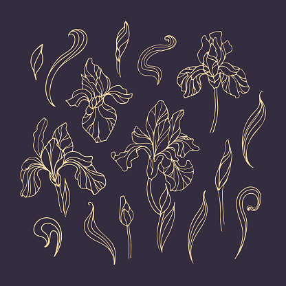 Flor de iris 6 vector gratis | ¡Descargalo ahora! Flor de iris 6 vector gratis | ¡Descargalo ahora!