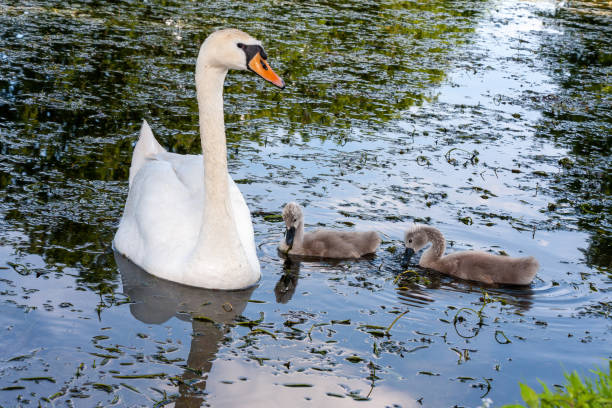 istock Swan swims across the pond with its young animals 1371138051