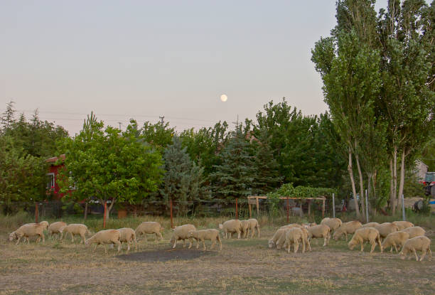 Village view on a steppe land in kırşehir middle anatolia turkey, there are Agriculture planting areas with adobe house in village in kırşehir turkey in a sunny day.