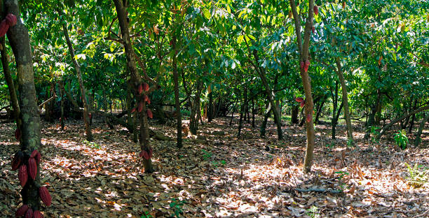 Cocoa tree forest, Madagascar stock photo