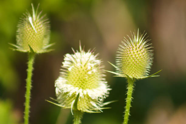 istock Cutleaf teasel green seeds closeup view with selective focus on foreground 1371140711
