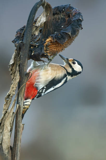 Female great spotted woodpecker (Dendrocopos major) perching on a sunflower head.