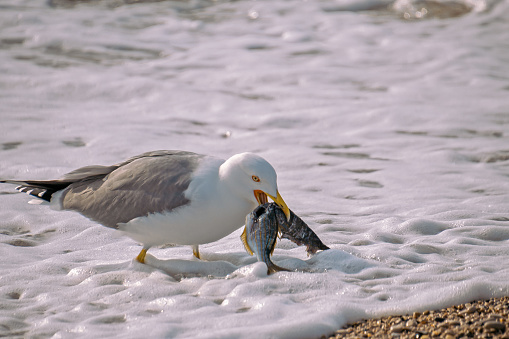 seagull eating a fish by the sea