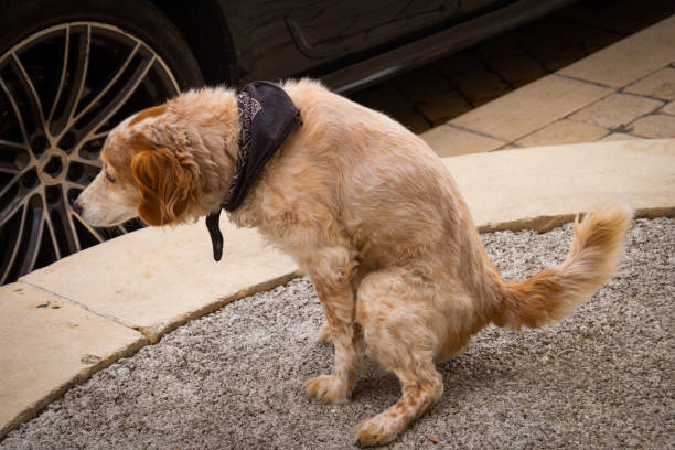 istock dog pooping in the street 1371142423