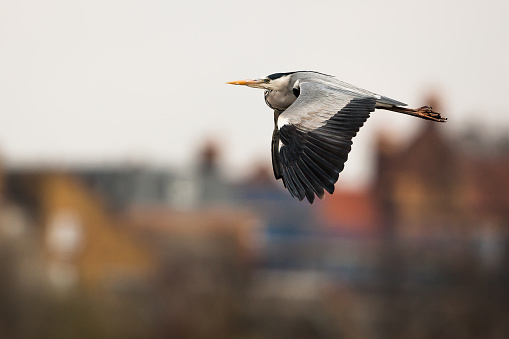 Grey heron (Ardea cinerea) flying over houses. SW London.