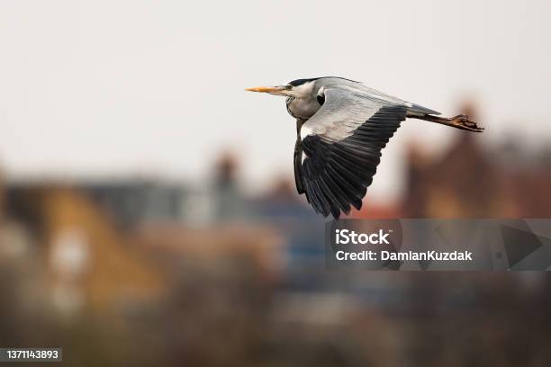 Grey Heron Stock Photo - Download Image Now - Animal, Animal Body Part, Animal Migration