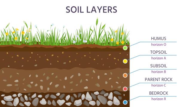 Soil structure layers, ground cross section education diagram. Grass, humus, topsoil, subsoil, parent rock and bedrock. Geology vector banner Soil structure layers, ground cross section education diagram. Grass, humus, topsoil, subsoil, parent rock and bedrock. Geology vector banner. Scientific scheme for underground learning bedrock stock illustrations
