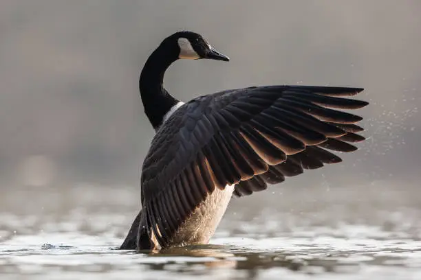 Canada goose (Branta canadensis) flapping wings.